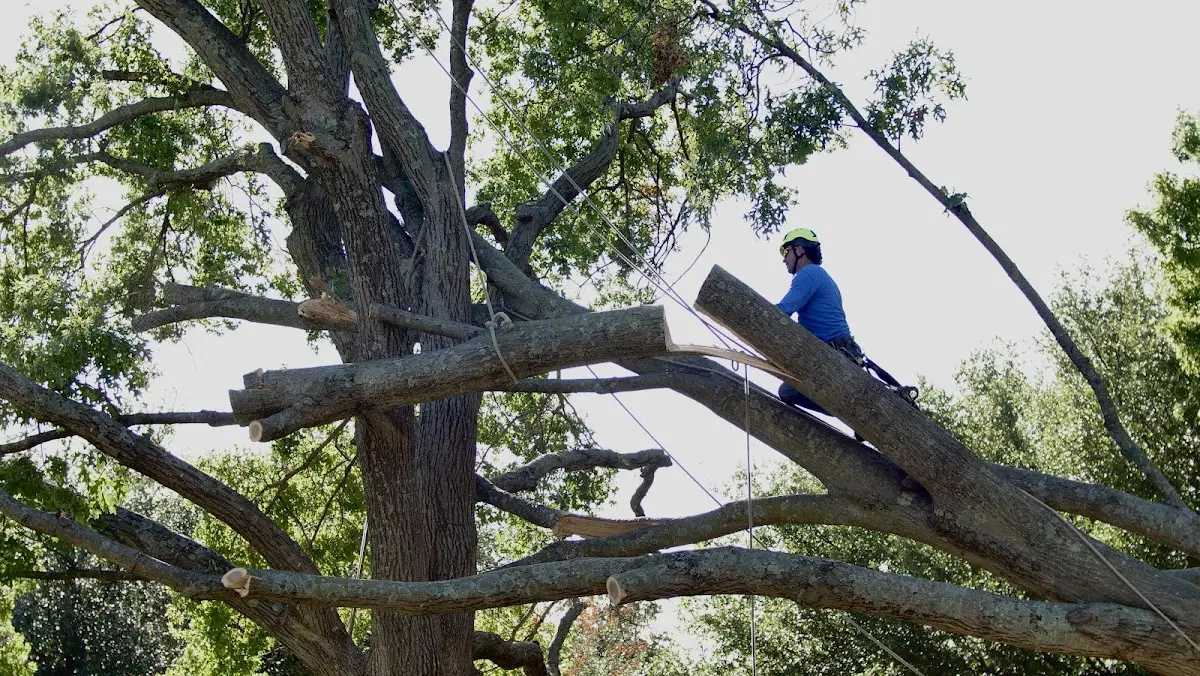 Professional Crown Thinning performed by certified arborists in Cobb