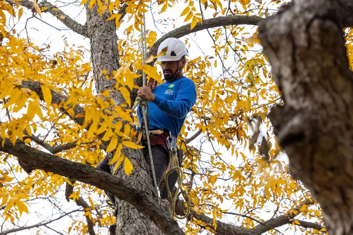 Skilled Storm Damage Cleanup crew working in Cobb